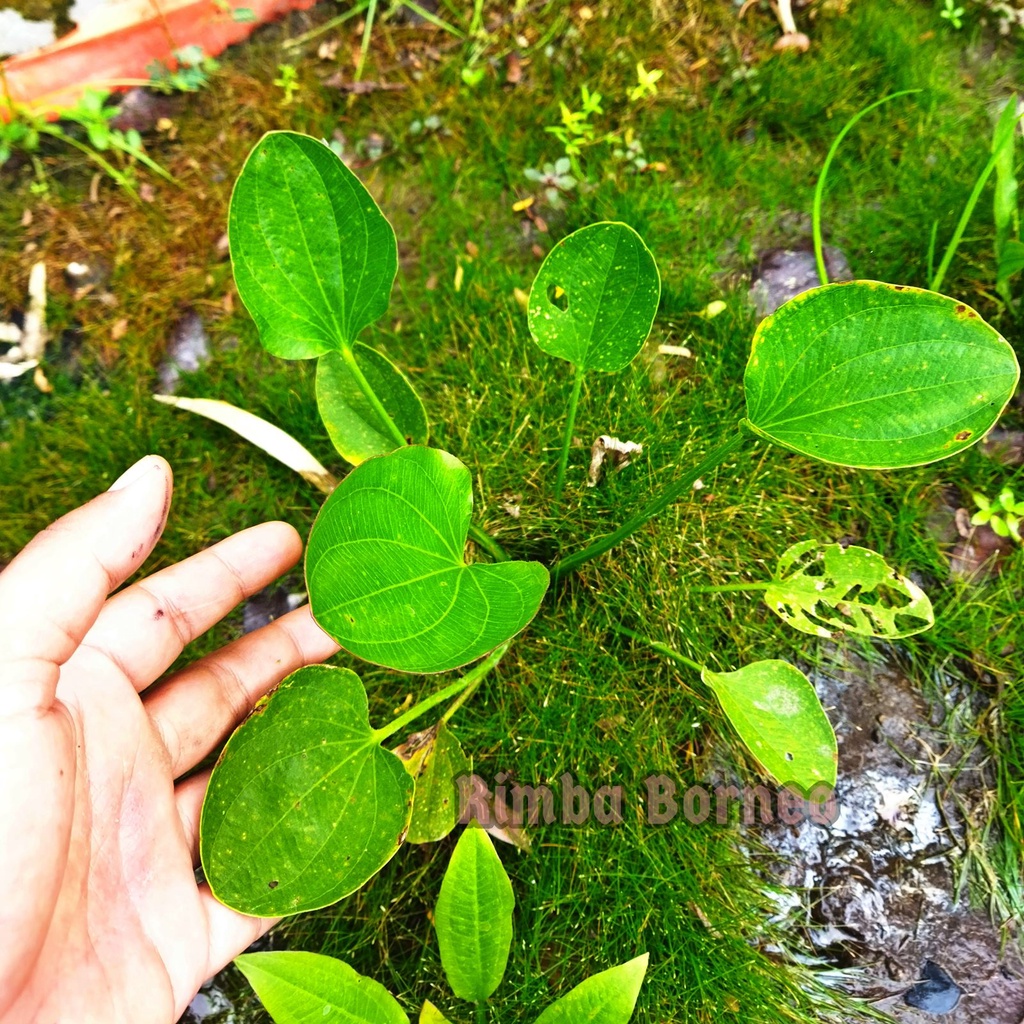 Echinodorus Iguazu 2009 - Tanaman Aquascape