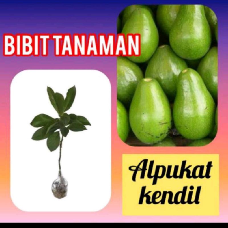 Bibit Alpukat Kendil / Kendil