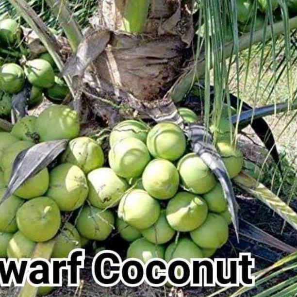 bibit kelapa dwarf coconut/ kelapa pendek