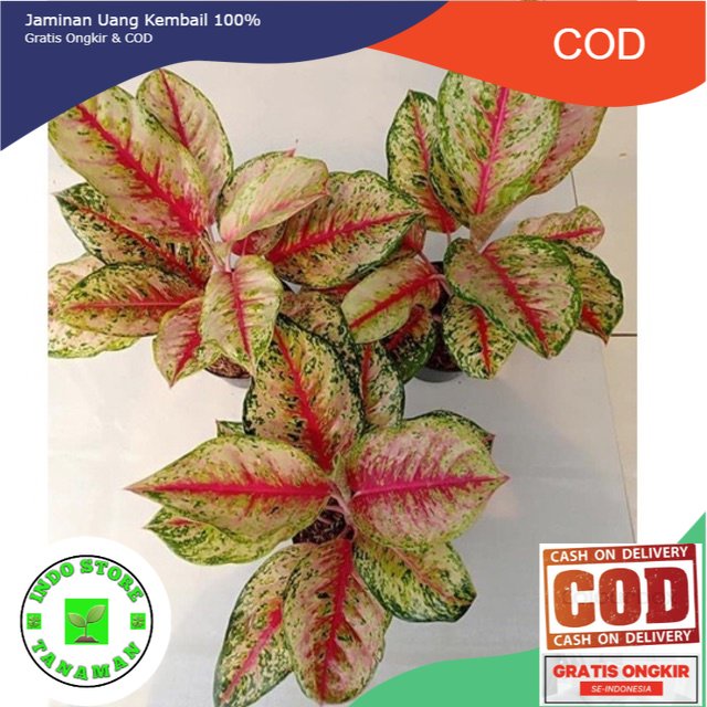 SWEET DREAM ( Tanaman Hias Aglaonema / Aglonema )