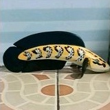 Patung Chana Maru lengkung 15cm