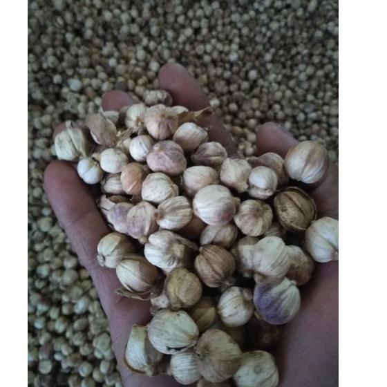 

Jual.. Kapulaga kapol kapolaga kering 1kg W0V