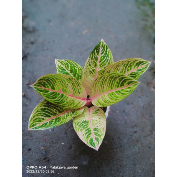 aglaonema Kresna conon