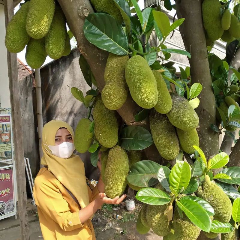 Pupuk Organik Pelebat Buah Dan Booster cempedak Cepat Berbuah Lebat