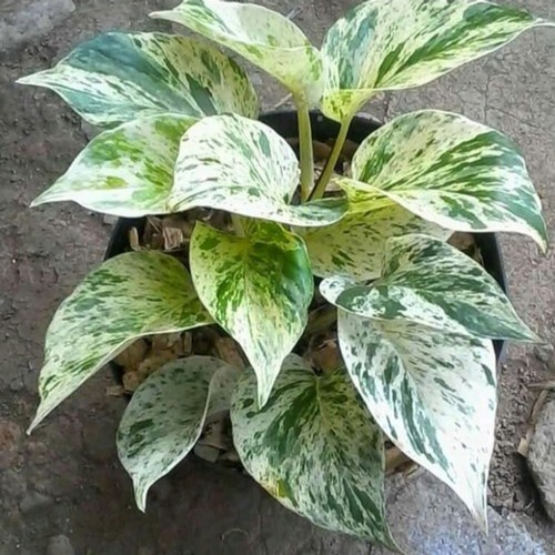 Tanaman hias sri gading varigata/tanaman sri gading/pohon sri gading/tanaman hias gantung