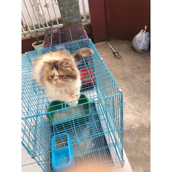 kucing peaknose calico LH kitten