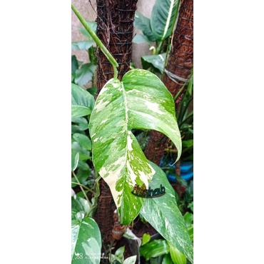 Epip Varigata / Epipremnum Variegata Putih
