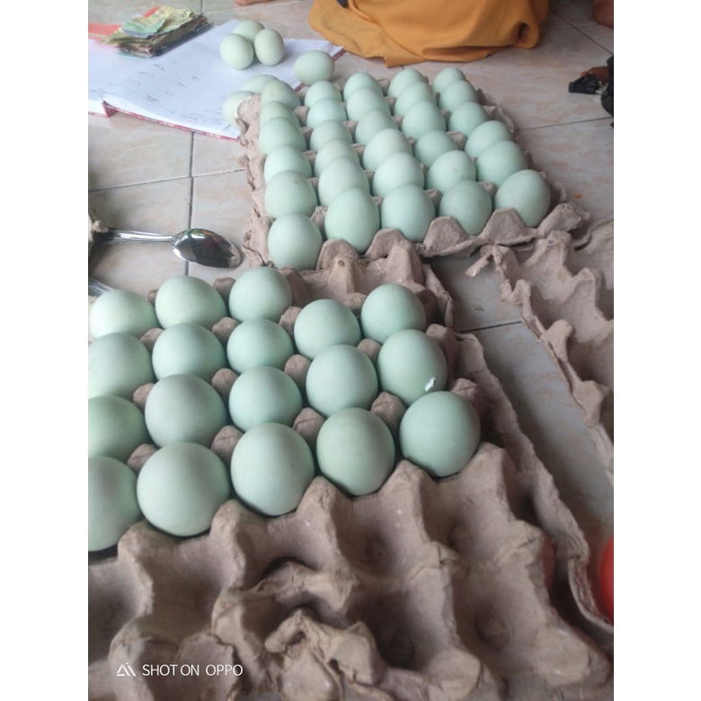

telur asli Uppka bersinar desa karau
