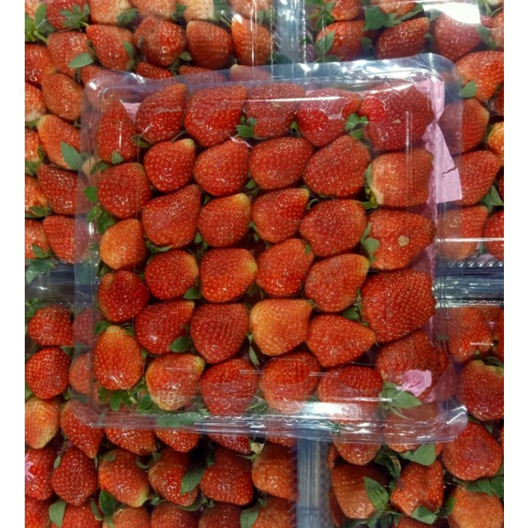 Jual BUAH STRAWBERRY PREMIUM 1 KG MURAH SEGAR | Shopee Indonesia