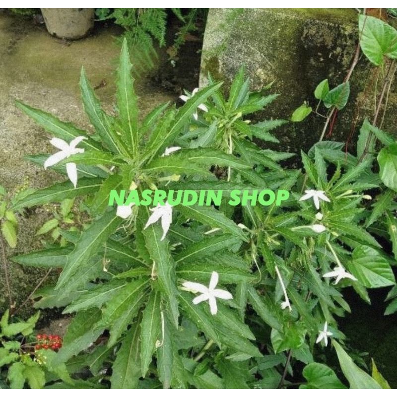 

[Fresh] DAUN KITOLOD UTUH DENGAN AKAR (50 POHON) Hippobroma longiflora Bintang