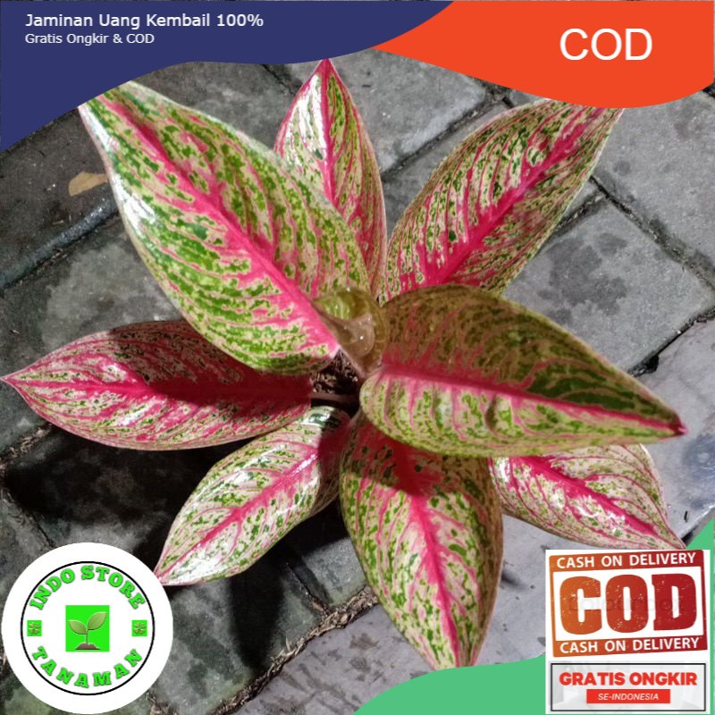 aglaonema red legacy