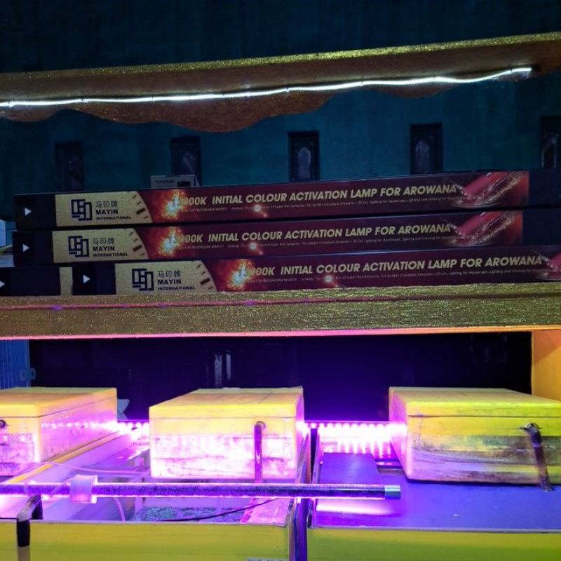 Mayin Tanning 13000K for Arowana