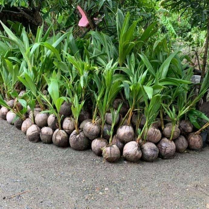 bibit kelapa dwarf unggul berkualitas