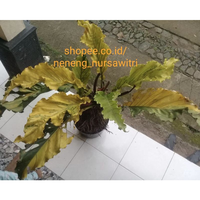 Jual Anthurium Gelombang Cinta Variegata Biji 3 Pcs Shopee Indonesia 8379