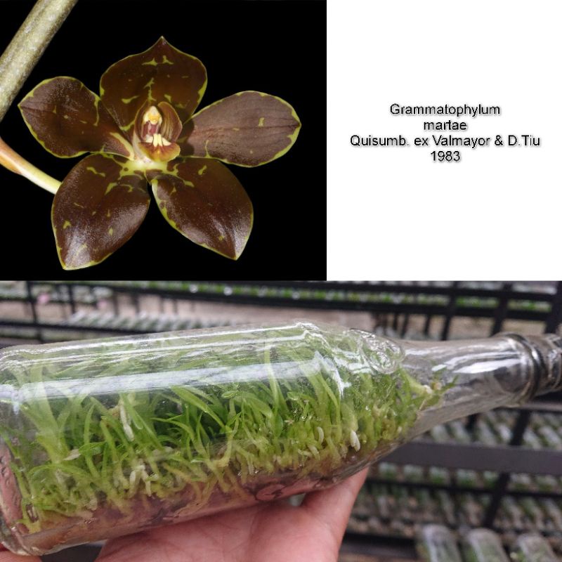 Botolan Anggrek Grammatophyllum Martae