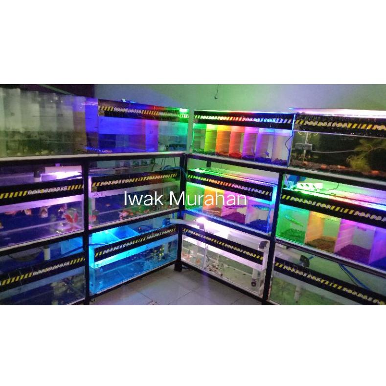 [G-2&E ♥☞) channa maru yellow sentarum ys +- 11-12cm lanjut pogres galak, bar tebal, mangap" (iwak m