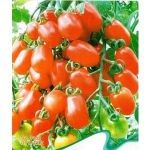 15 Benih Tomat Cherry Kurma Red Bibit Chery Buah Ceri Tanaman Hias Sayur Sayuran
