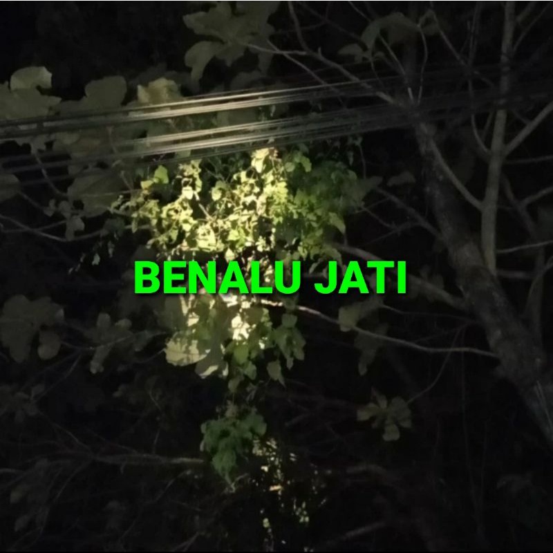 

BENALU JATI KERING HIJAU 1000 GRAM (PREMIUM QUALITY)