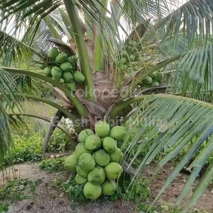bibit kelapa dwarf unggul berkualitas