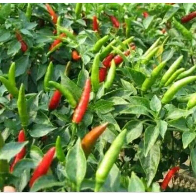 

cabai cebe rawit 1kg
