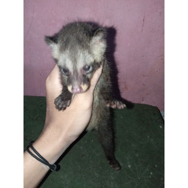 muspan baby khusus JABODETABEK via instan