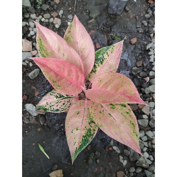 Aglonema Kochin Virgin Mutasi