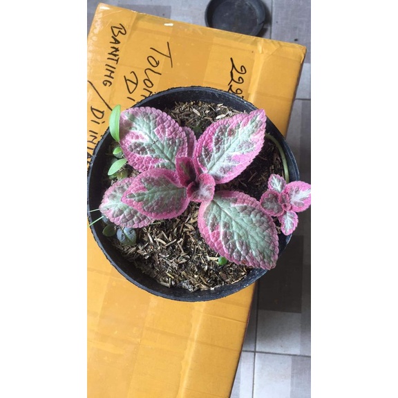 Episcia Cleopatra