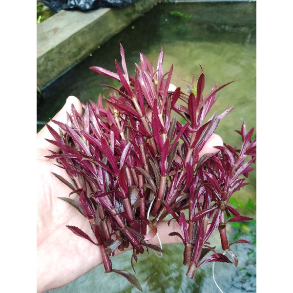 limnophila aromatica tanaman aquascape