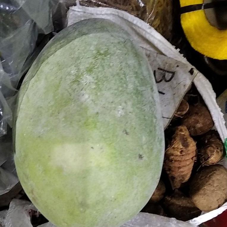 

Bayar Di Tempat.. buah bligo/kundur besar 1 buah GGR