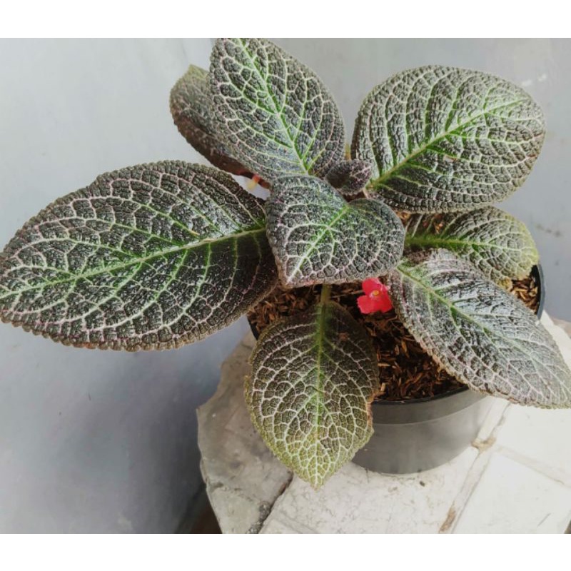 TANAMAN HIAS HIDUP AFRICAN VIOLET