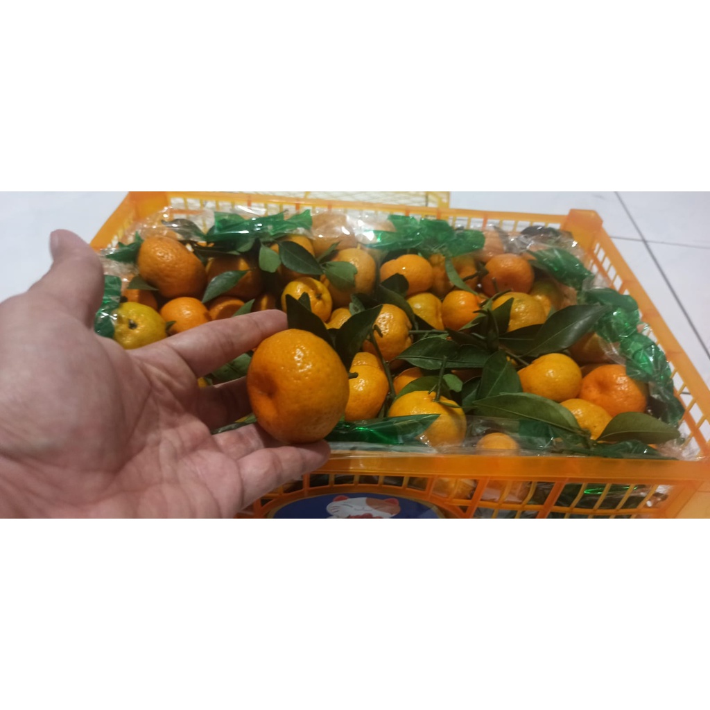 

JERUK SANTANG DAUN - JERUK MANDARIN SANTANG DAUN