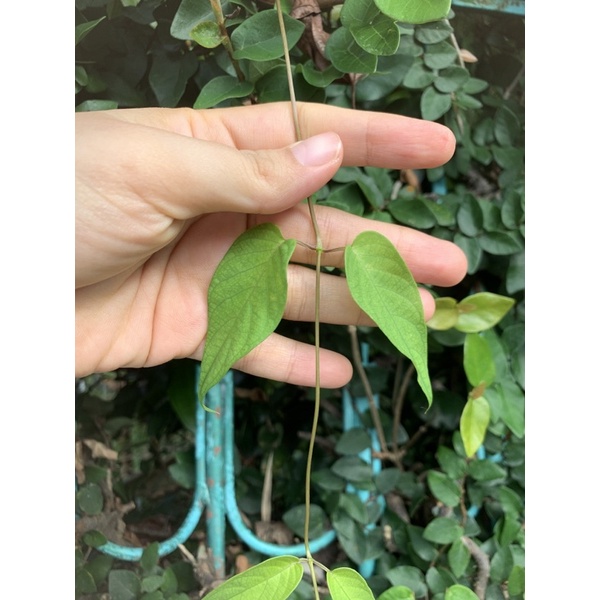 

Daun Sembukan/ Daun Kentut