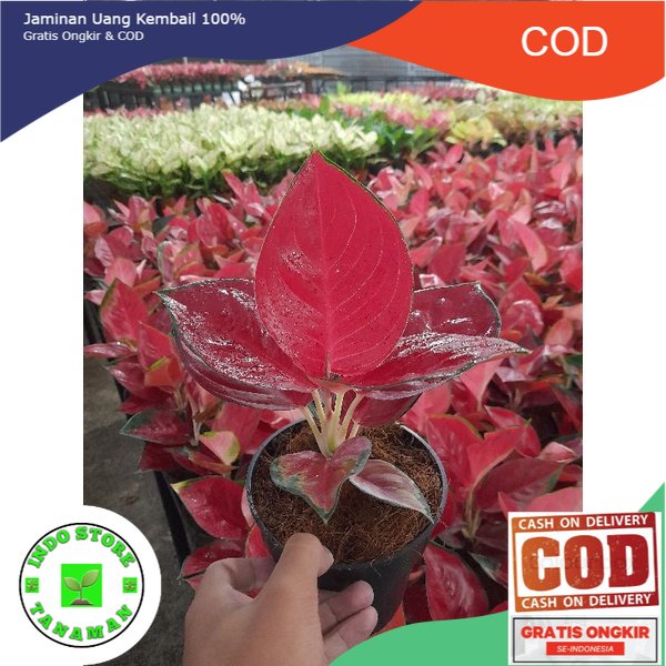 Aglonema suksom Full Merah Rawatan