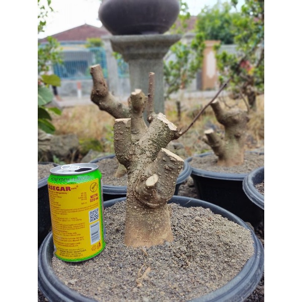 Bahan Bonsai Anting Putri Batang Putih
