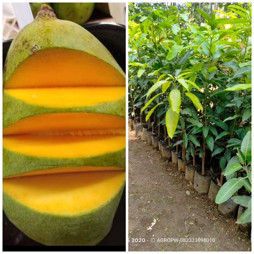 Jual Bibit Tanaman Buah Langka - Mangga Budi raja - Mangga Raja ...