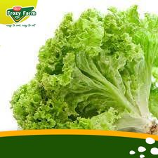 

Selada Segar 250gr Medan | Frozy Farm (termurah)