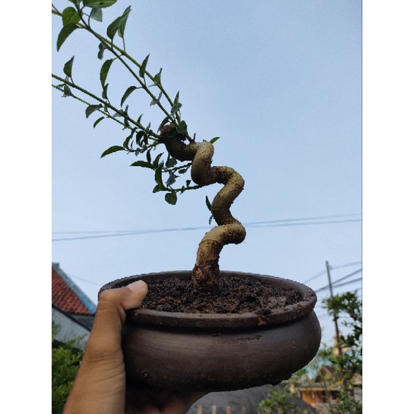 bahan bonsai sancang mame unik 1