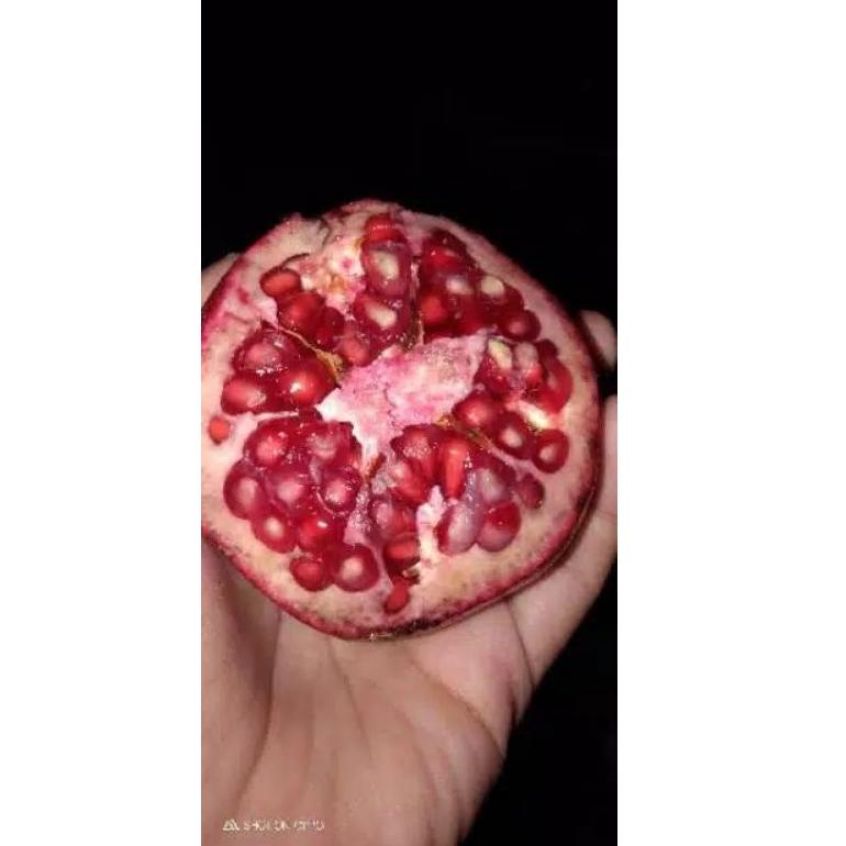

SPECIAL PRICE Buah Delima Merah Spanyol MANIS, BIJI, LUNAK uk besar perbuah ♫ 874