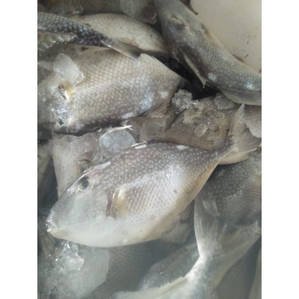 

Ikan Ayam Ayam 1kg