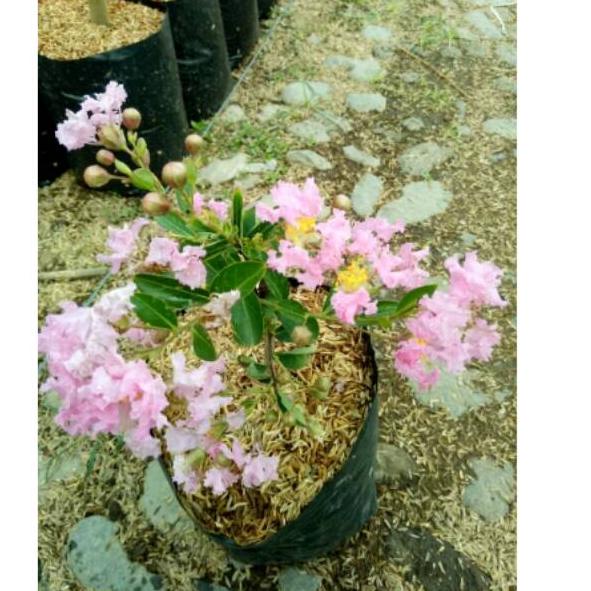 

ェ Bunga Sakura づ
