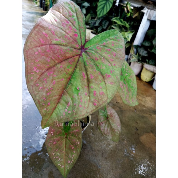 caladium darc coco pink, bunga keladi , tanaman hias, keladi , keladi hias, kelady , keladi Silangan , keladi hybrid , keladi Thailand , bibit caladium , bibit keladi, bunga