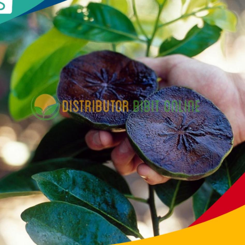 Flash Product Bibit Black Sapote Jumbo / Sawo Mexico ( Sawo Hitam )