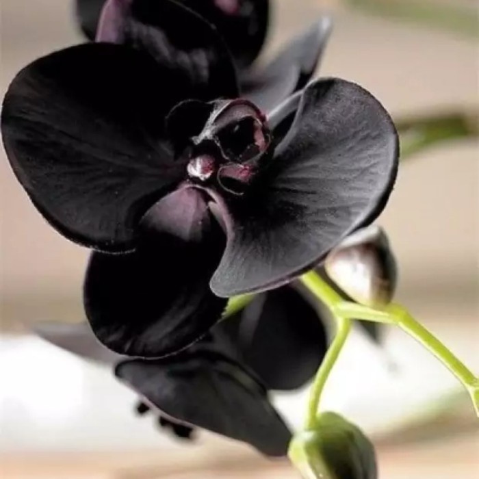 bibit anggrek papua hitam - Bunga Anggrek Hidup Murah
