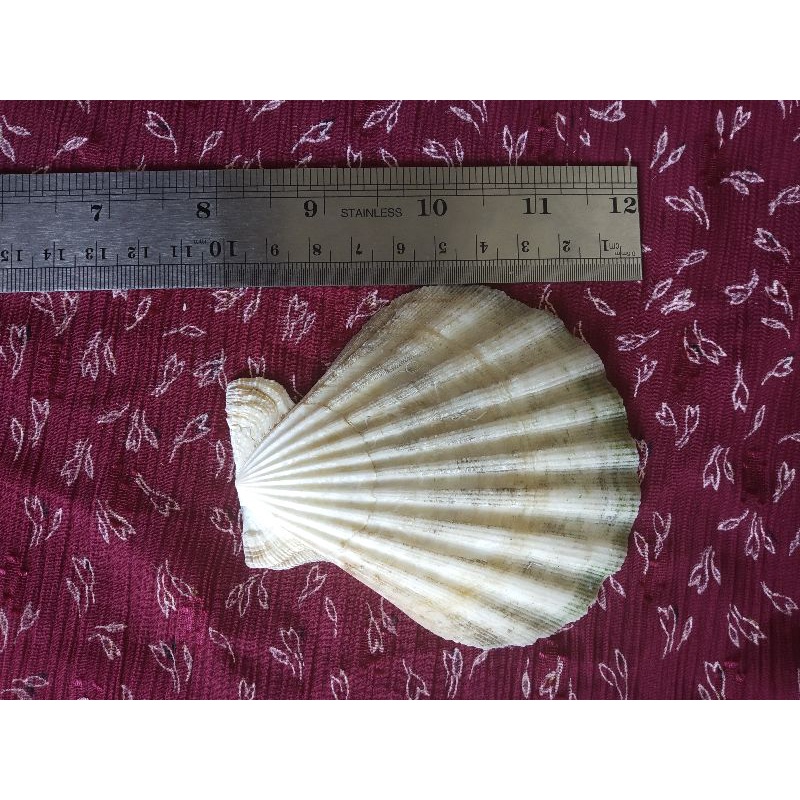 Cangkang kerang kipas tebal