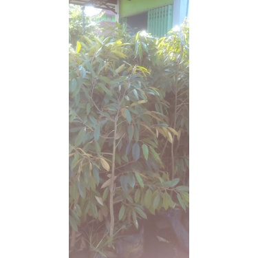 bibit durian Musangking atau bawor batang besar