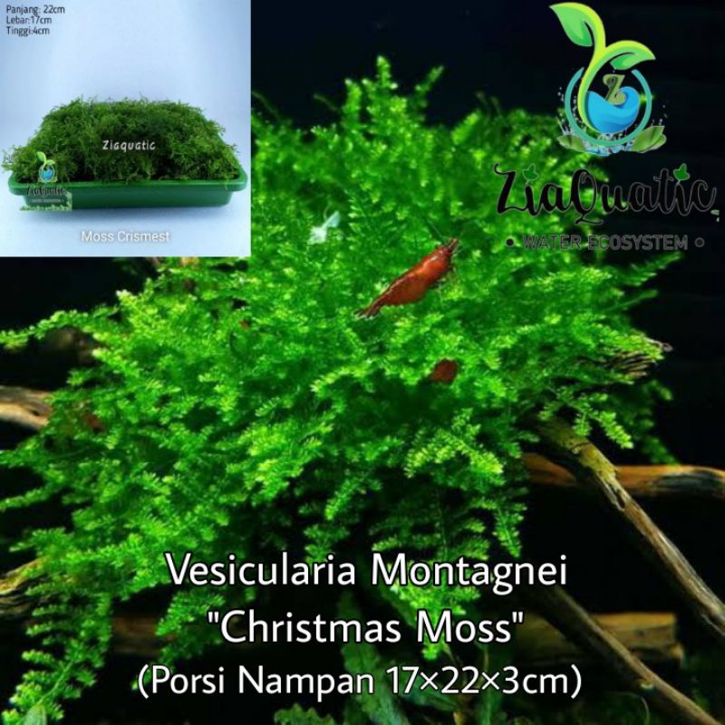 Tanaman Aquascape Moss Crismest/Xmess/Christmas - Porsi Nampan