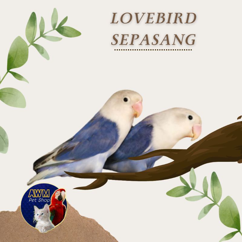 BURUNG LOVEBIRD SEPASANG BIOLA VIOLET / BLUE