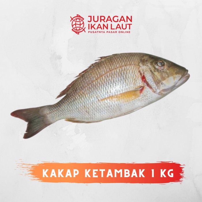 

Ikan Kakap Ketambak Jangki Segar Berkualitas - 1 Kilogram