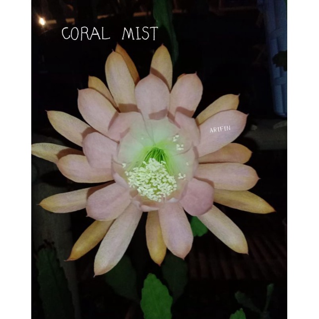 Tanaman Hias Wijaya Kusuma Hibrid ID CORAL MIST