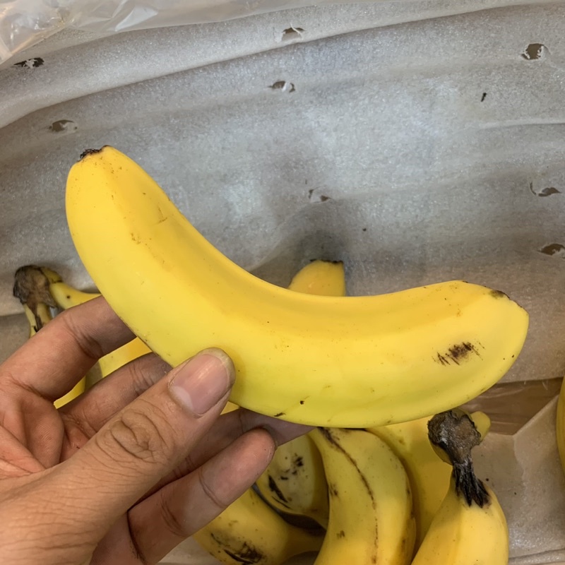 PISANG CAVENDISH SUNPRIDE Berat 900-1 Kg